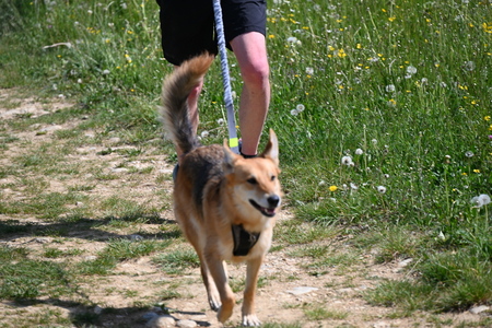 Uspešno izveden 36. Mekinjski kros  (20)
